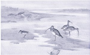 Curlew Feeding by Frank Southgate